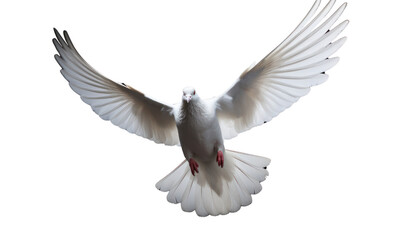 Obraz premium White dove flying isolated on transparent and white background.PNG image.