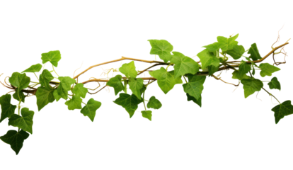 vine plant climbing isolated on transparent and white background.PNG image.	
