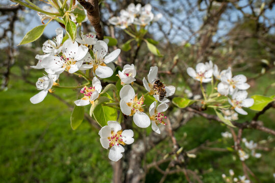 Primavera em Pétalas: A dança da abelha entre Flores à procura do pólen