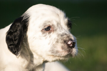 portrait of playful cute english setter baby puppy 