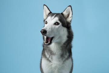 Siberian Husky with a joyful expression, set against a light blue studio background. The image captures the breed's friendly demeanor and striking features
