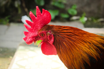 close up of red rooster