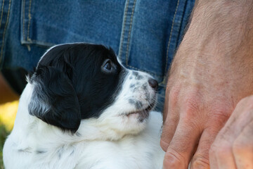 portrait of playful cute english setter baby puppy being carresed by a human hand