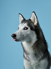 A serene Siberian Husky with a hint of a smile and tongue peeking out, set against a pale blue background. The portrait showcases the breed's calm yet playful character - 781941226