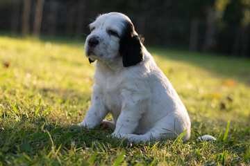 portrait of playful cute english setter baby puppy in sunlight, sitting in meadow