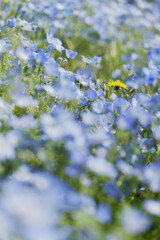 満開のネモフィラの野原　4月