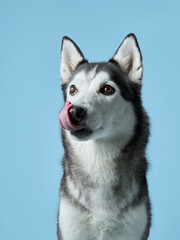  A playful Siberian Husky with striking eyes and a lolling tongue set against a cool blue backdrop. Its lively expression captures the essence of a happy and energetic companion - 781941612