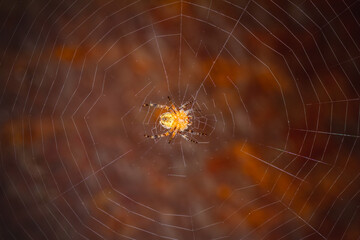 brown spider on a web on a brown background bottom view - 781941837