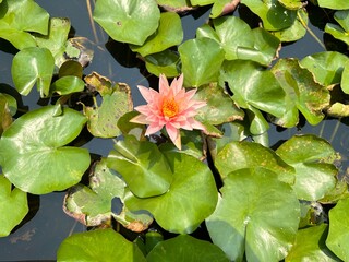 Photograph of lotus flowers blooming