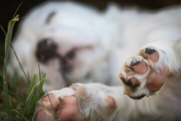 portrait of cute english setter baby lying in meadow, sleeping