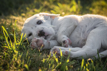 portrait of cute english setter baby lying in meadow, looking at camera
