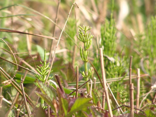 自生するスギナのクローズアップ