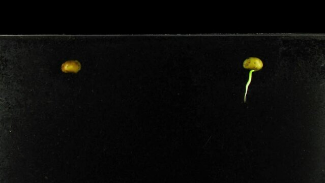Soybeans were placed in a rhizobox filled with the dirt to visualise the root growth. Soybeans were grown in rhizobox for 9 days. Left soybean was infertile and started to decay.