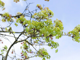 Grey-brown shoots of Norway maple (Acer platanoides) bearing green palmaty, lobed green new foliage and yellow-green inflorescence in umbels - obrazy, fototapety, plakaty