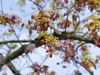 Acer platanoides 'Schwedleri' | Norway maple or Schwedler's maple in spring flowering. Yellow-green flowers in umbels with reddish-brown buds before emerging palmaty and lobed purple shiny leaves
 - obrazy, fototapety, plakaty