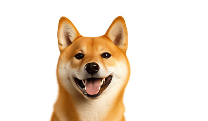 Happy shiba inu dog isolated on transparent and white background.PNG image. - obrazy, fototapety, plakaty