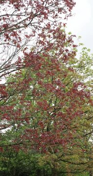 (Acer platanoides 'Schwedleri') Norway maple or Schwedler's maple. Showy street tree in full bloom with small yellow inflorescences in corymbs and purple deeply divided new leaves on 
