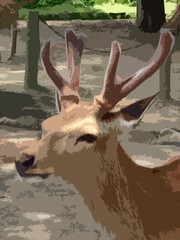 Realistic illustration of Yezo sika deer, native to Hokkaido, Japan.