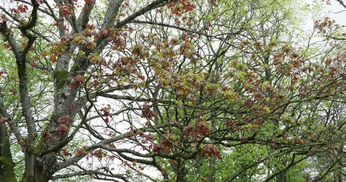 Acer platanoides 'Schwedleri' | Norway maple or Schwedler's maple, street tree in spring flowering with yellow flowers in umbels and shiny purple lobed leaves on grey-brown grooved branches