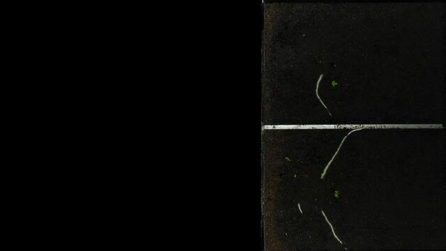 To visualise the effect of biologically active fertilizer (BAF) to root grow pieces of potato were placed in a rhizobox. On the left were Control potato and on the right were potato soaked in BAF.