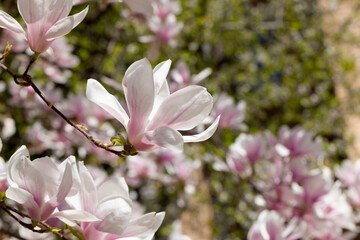 Beautiful pink magnolia flowers on tree. Magnolia blooms in spring garden Blooming magnolia, tulip tree. Magnolia Sulanjana close-up spring background Close-up of beautiful flower First spring flowers - 781946632
