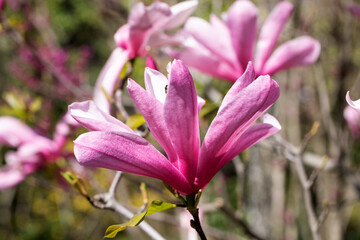 Beautiful pink magnolia flowers on tree. Magnolia blooms in spring garden Blooming magnolia, tulip tree. Magnolia Sulanjana close-up spring background Close-up of beautiful flower First spring flowers - 781947065