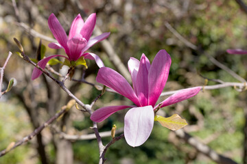 Beautiful pink magnolia flowers on tree. Magnolia blooms in spring garden Blooming magnolia, tulip tree. Magnolia Sulanjana close-up spring background Close-up of beautiful flower First spring flowers - 781948033