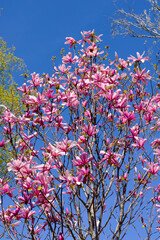 Beautiful pink magnolia flowers on tree. Magnolia blooms in spring garden Blooming magnolia, tulip tree. Magnolia Sulanjana close-up spring background Close-up of beautiful flower First spring flowers - 781948201