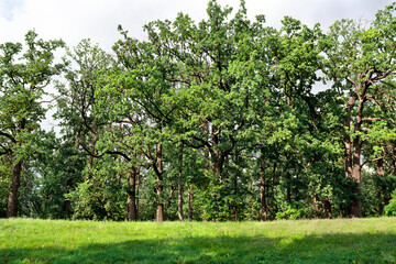Summer oak green forest. Oak (Quercus robur. Commonly known: English oak, pedunculate oak or French oak)