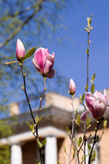 Beautiful pink magnolia flowers on tree. Magnolia blooms in spring garden Blooming magnolia, tulip tree. Magnolia Sulanjana close-up spring background Close-up of beautiful flower First spring flowers - 781948233