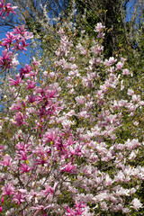 Beautiful pink magnolia flowers on tree. Magnolia blooms in spring garden Blooming magnolia, tulip tree. Magnolia Sulanjana close-up spring background Close-up of beautiful flower First spring flowers - 781948246