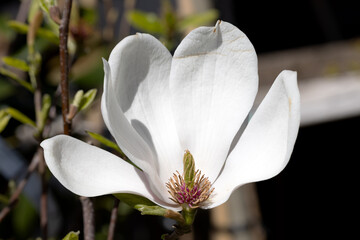 Beautiful pink magnolia flowers on tree. Magnolia blooms in spring garden Blooming magnolia, tulip...