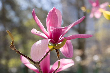 Beautiful pink magnolia flowers on tree. Magnolia blooms in spring garden Blooming magnolia, tulip tree. Magnolia Sulanjana close-up spring background Close-up of beautiful flower First spring flowers - 781948297
