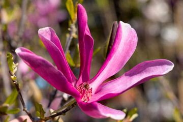 Beautiful pink magnolia flowers on tree. Magnolia blooms in spring garden Blooming magnolia, tulip tree. Magnolia Sulanjana close-up spring background Close-up of beautiful flower First spring flowers - 781948467