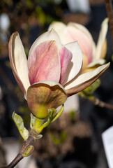 Beautiful pink magnolia flowers on tree. Magnolia blooms in spring garden Blooming magnolia, tulip tree. Magnolia Sulanjana close-up spring background Close-up of beautiful flower First spring flowers - 781948851