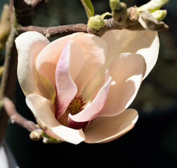 Beautiful pink magnolia flowers on tree. Magnolia blooms in spring garden Blooming magnolia, tulip tree. Magnolia Sulanjana close-up spring background Close-up of beautiful flower First spring flowers - 781948879