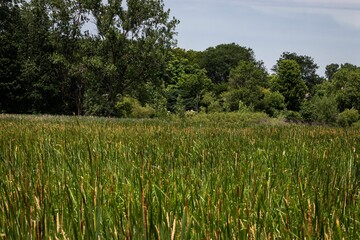 Beautiful empty green countryside against the trees