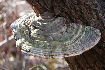 Closeup of a tree bark infected with tinder fungus - obrazy, fototapety, plakaty