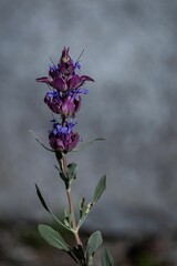 Selective focus shot of common sage (salvia officinalis)