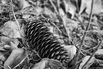 Grayscale shot of leaves and spruce cone on the ground