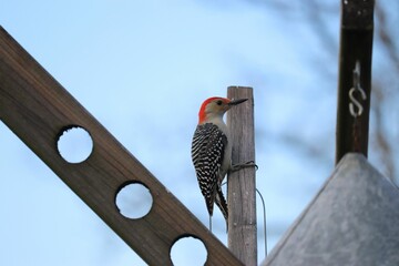Great spotted woodpecker (Dendrocopos major) perched on a wooden post