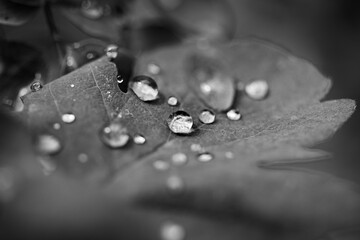 Grayscale macro shot of water drops on leaf
