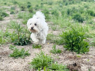 Little white dog walking in the middle of the green meadow. 
