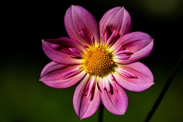 Beautiful pink dahlia with a yellow center in the garden