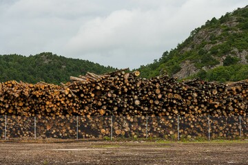 Beautiful view of stacked logs