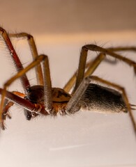 Closeup of a spider on a white surface