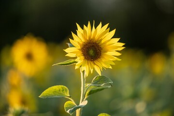 Closeup of a beautiful sunflower in a field under the sunlight