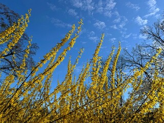 Forsythia yellow flowering plant golden bells in the spring park against blue sky.