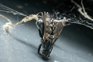 Closeup of a black fly trapped in a spider web