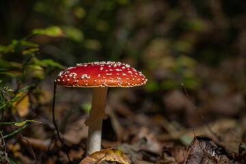 Beautiful Fly agaric (Amanita muscaria) mushroom growing in a forest